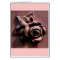 Churchyard Rose