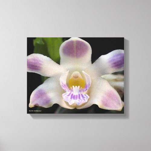 Chysis Violacea Canvas Print