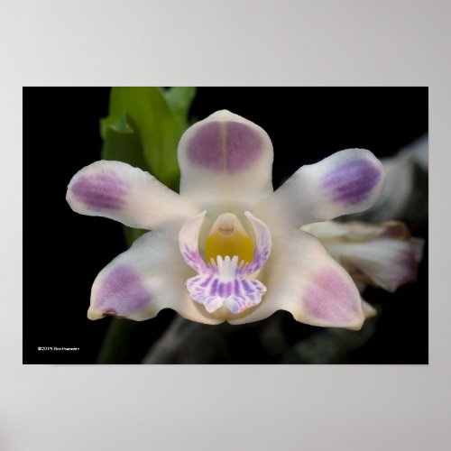 Chysis Violacea Poster