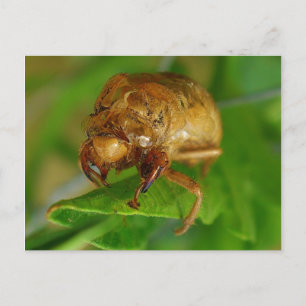 cicada1 postcard