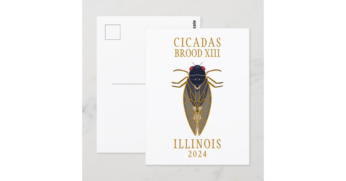 Cicada Text Cicada Brood XIII ILLINOIS 2024 Custom Text Postcard | Zazzle