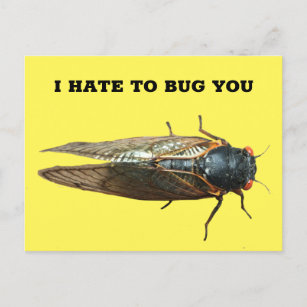 Cicada Bug Insect Photo Custom Message Postcard