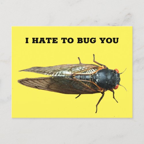 Cicada Bug Insect Photo Custom Message Postcard