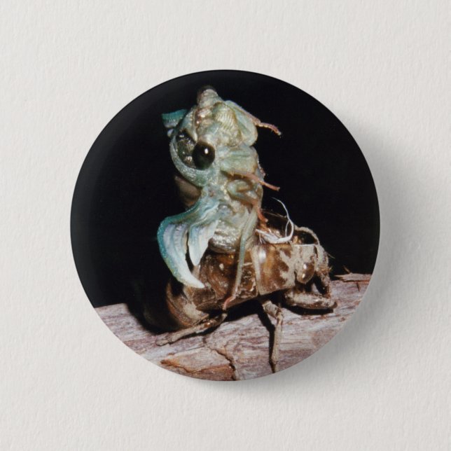 Cicada Button (Front)