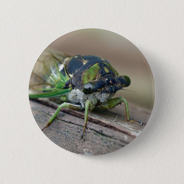 Cicada Button (Front)