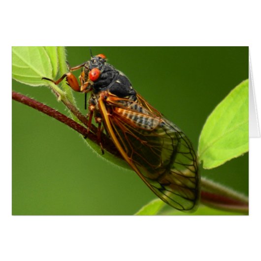Cicada Card (Front Horizontal)