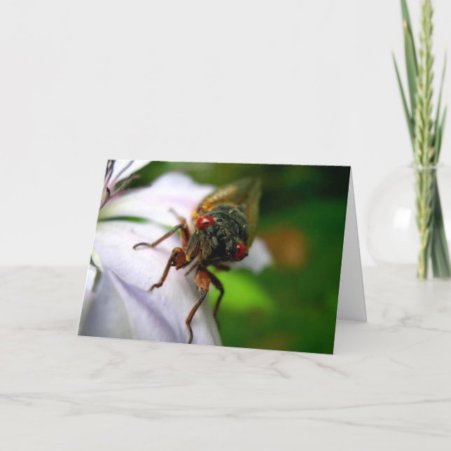 Cicada Card (Front)