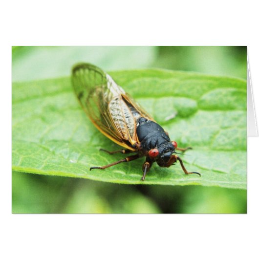 Cicada Cards (Front Horizontal)