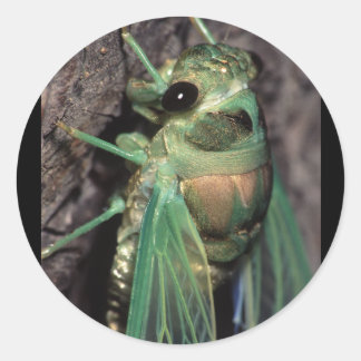 cicada classic round sticker