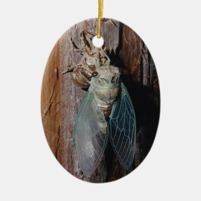 Cicada dries his wings ceramic ornament (Front)