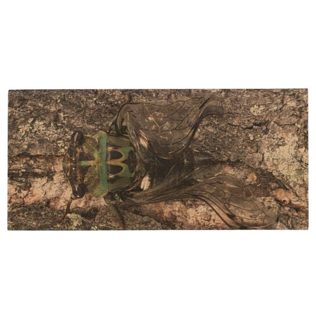 Cicada Flash Drive (Back)