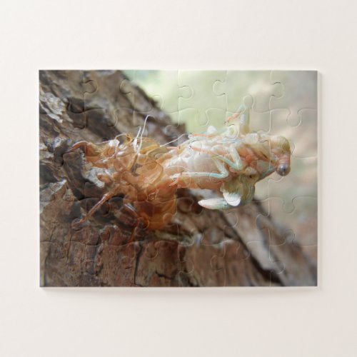 Cicada Hatching Insect Nature Photography Jigsaw Puzzle