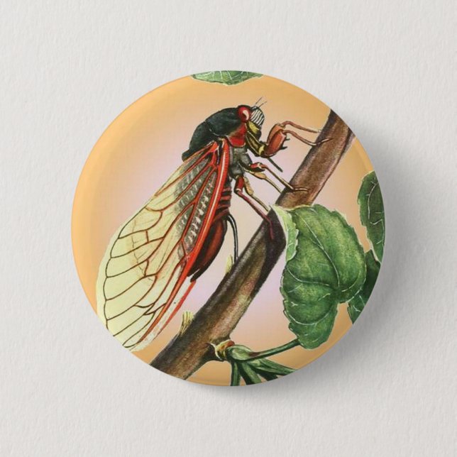 Cicada Insect Illustration Art Button (Front)