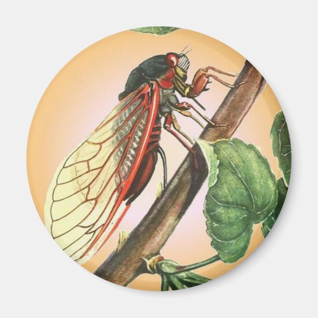 Cicada Insect Illustration Art Magnet (Front)