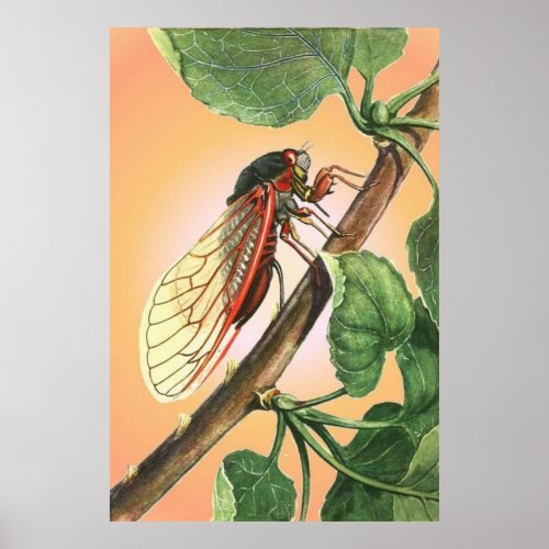 Cicada Insect Illustration Art Poster