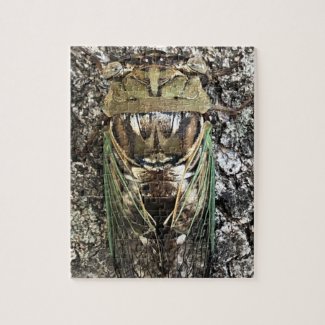 Cicada 