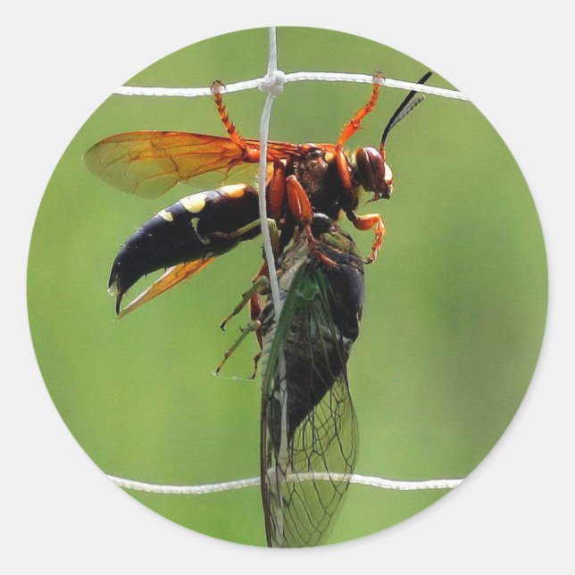 Cicada killer wasp holding dead cicada classic round sticker (Front)