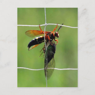 Cicada killer wasp holding dead cicada postcard