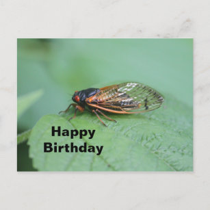 Cicada Photo Birthday Postcard