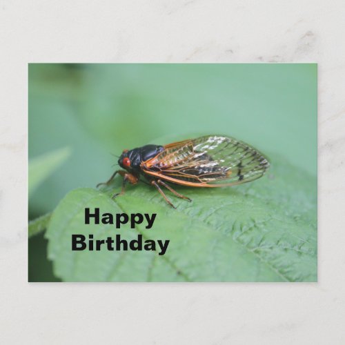 Cicada Photo Birthday Postcard