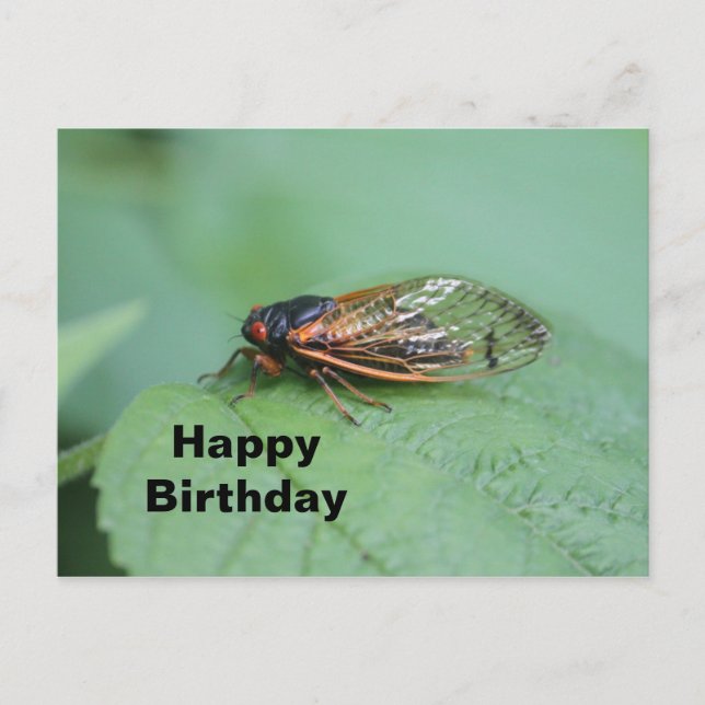 Cicada Photo Birthday Postcard (Front)