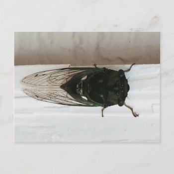 Cicada Photo Postcard by JoLinus at Zazzle