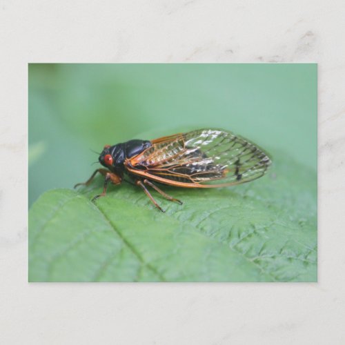 Cicada Photo Postcard