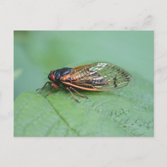 Cicada Photo Postcard (Front)
