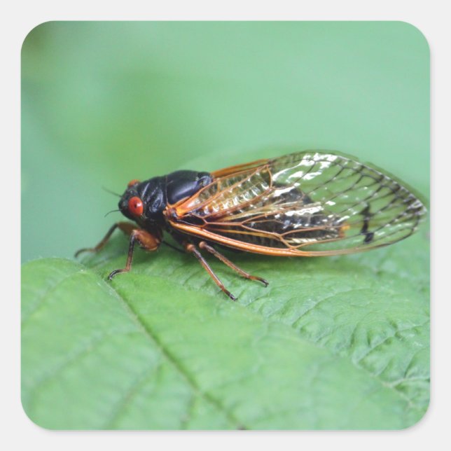 Cicada Photo Square Sticker (Front)