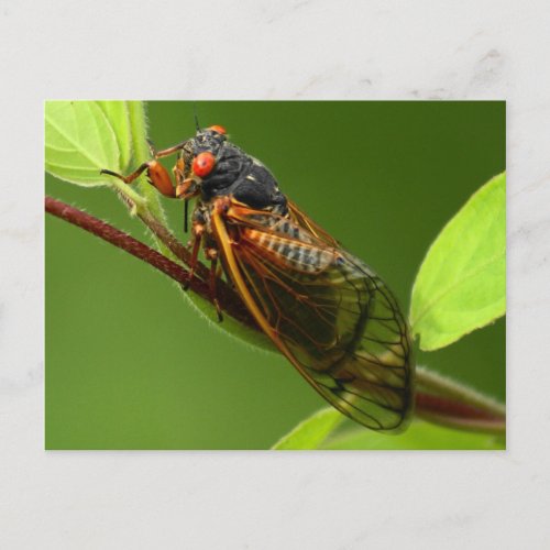 Cicada Postcard