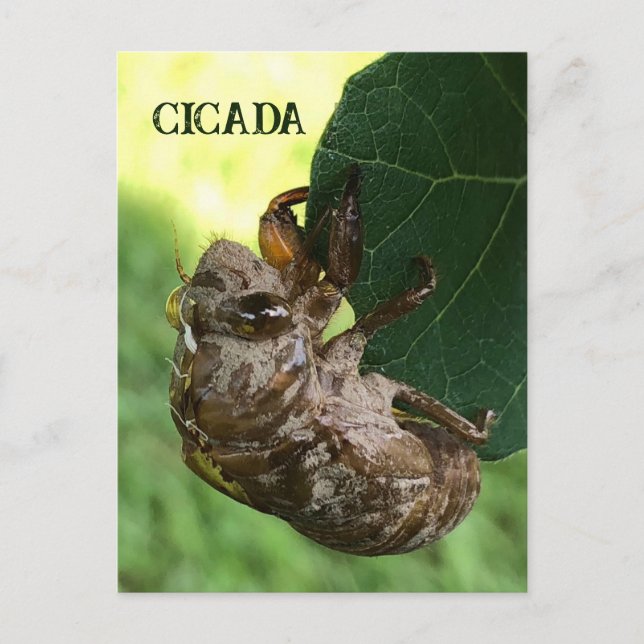 Cicada - Postcard (Front)