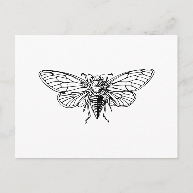 Cicada Postcard (Front)