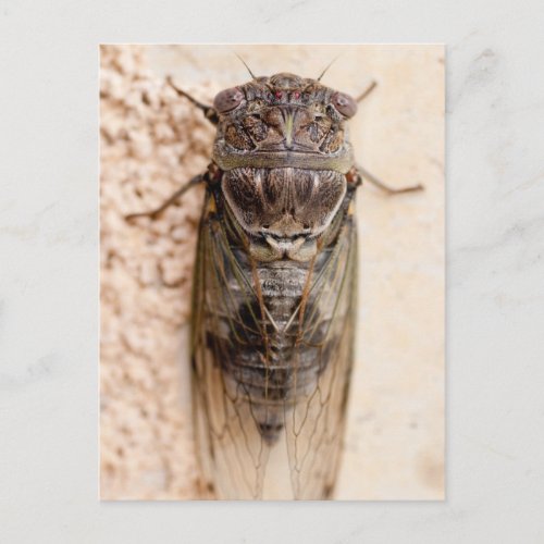 cicada postcard