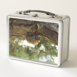 Cicada shell. It was in a hurry. Metal Lunch Box