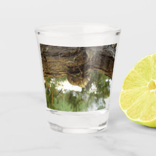 Cicada shell. It was in a hurry. Shot Glass