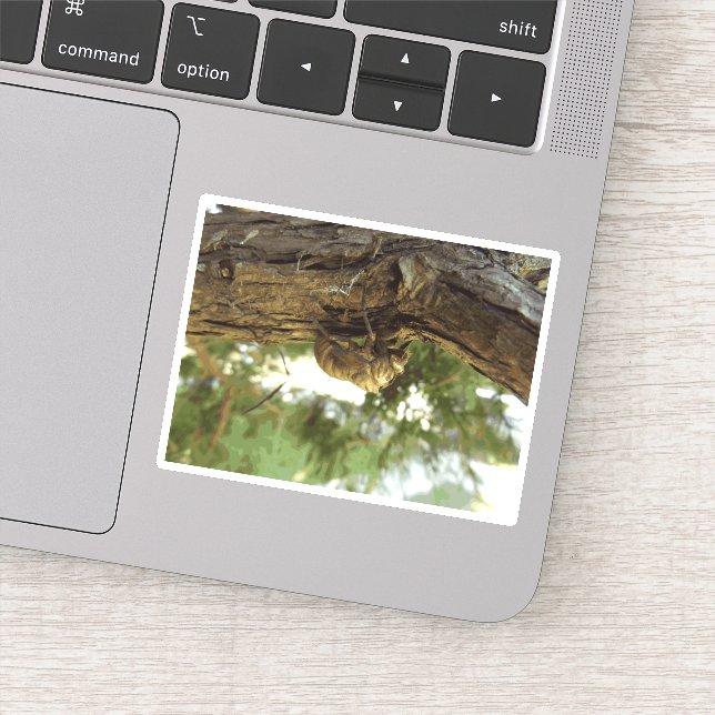 Cicada shell. It was in a hurry. Sticker (Detail)