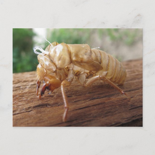 Cicada Shell Postcard (Front)