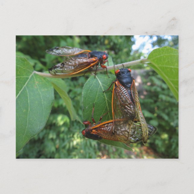 Cicada Trio Postcard (Front)