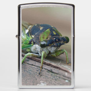 Cicada Zippo Lighter