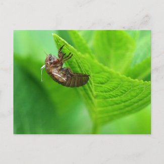 Cicadas Exco Skeleton Under Leaf, Life and Science