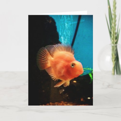 Cichlid Blood Parrot Thank You Card
