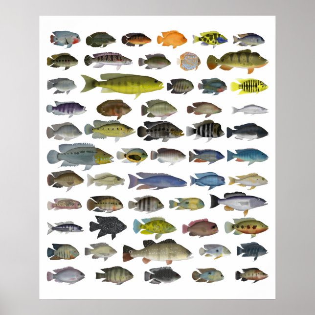 Cichlid Group Poster (Front)