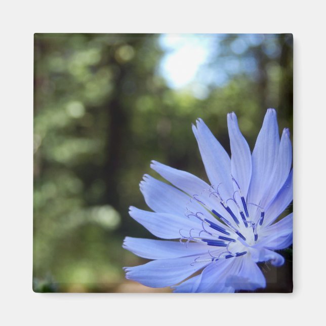 Cichorium Intybus Magnet (Front)