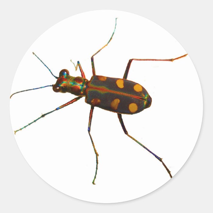 Cicindela beetle stickers