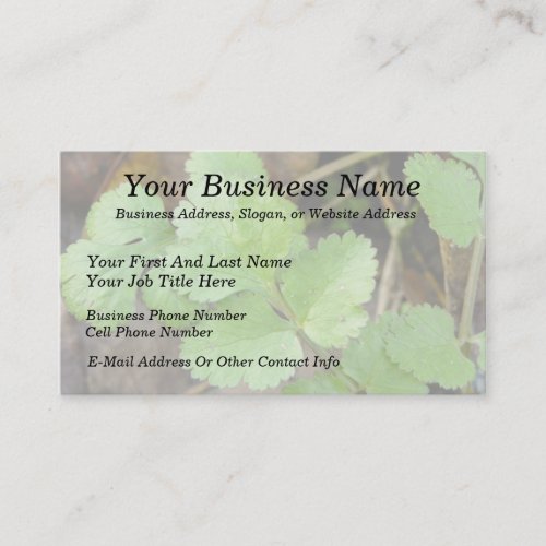Cilantro Business Card