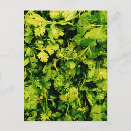 Cilantro  Coriander Leaves Postcard