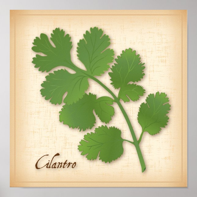 Cilantro Herb Poster (Front)