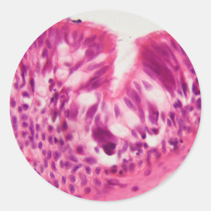 Ciliated epithelium under the microscope. classic round sticker