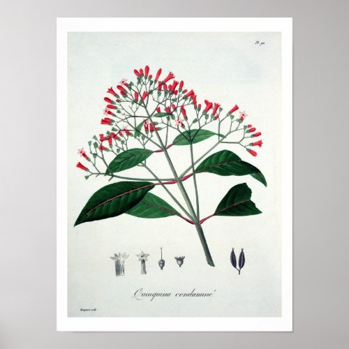 Cinchona from Phytographie Medicale by Joseph Ro Poster