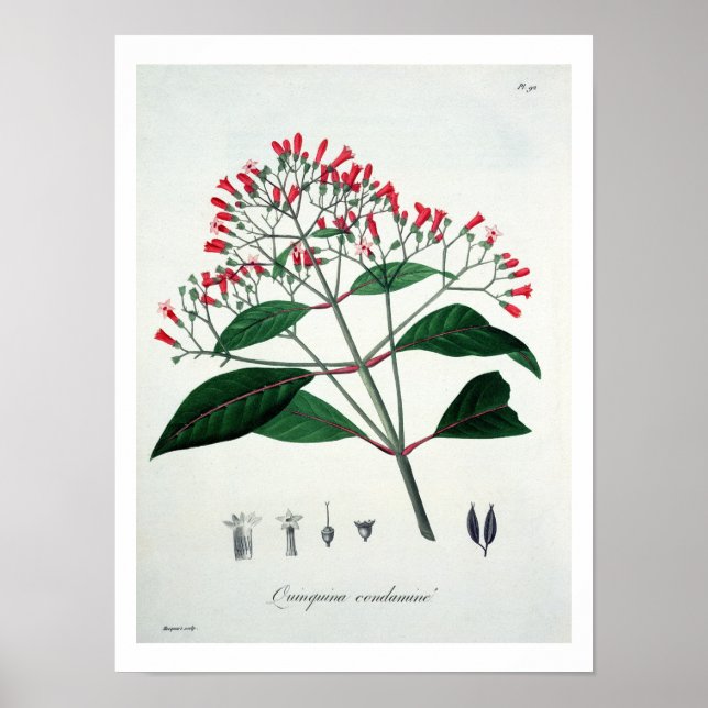 Cinchona from 'Phytographie Medicale' by Joseph Ro Poster (Front)